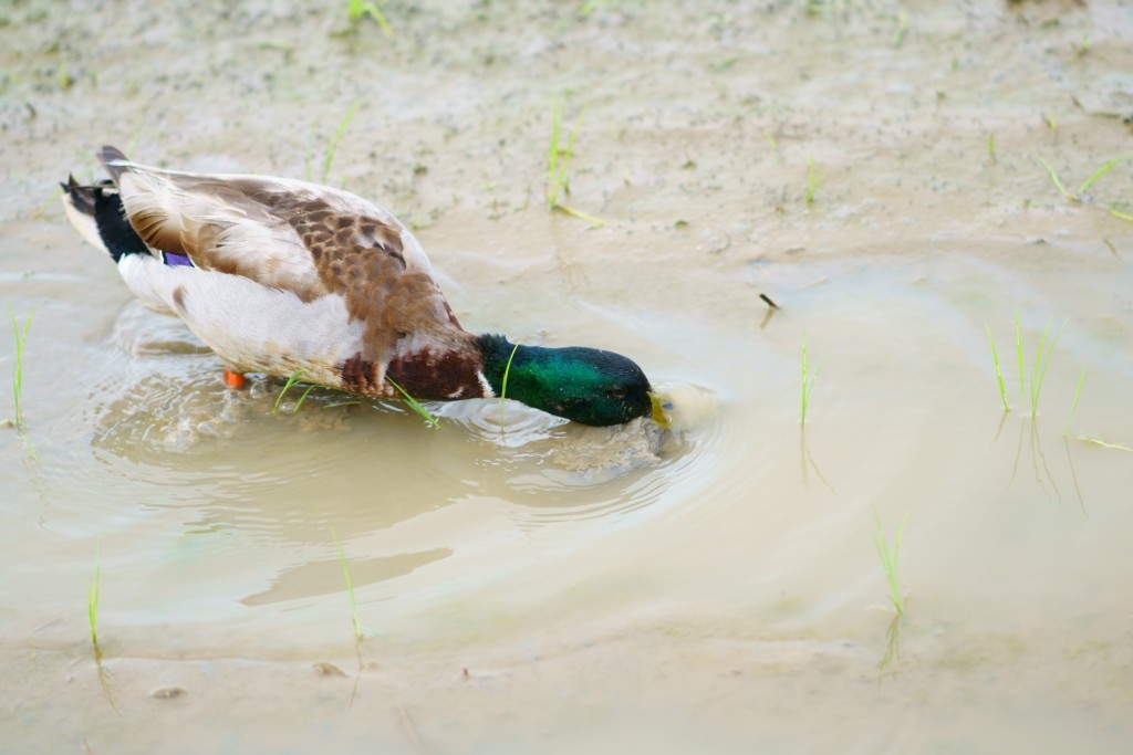 ILCE-6300, 85mm, f/2, 1/640s, ISO100 | Photo by YAMAMOTO DAISUKE
