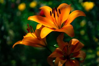 Thumbnail of ILCE-6300, 60mm, f/2.8, 1/1600s, ISO100 | Photo by YAMAMOTO DAISUKE