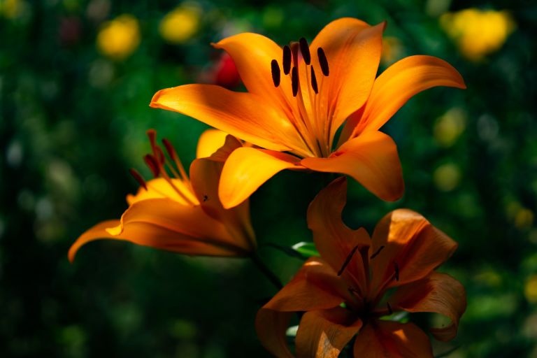 ILCE-6300, 60mm, f/2.8, 1/1600s, ISO100 | Photo by YAMAMOTO DAISUKE