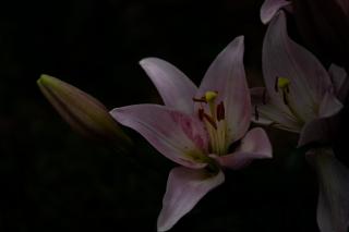 Thumbnail of ILCE-6300, 60mm, f/2.8, 1/1600s, ISO100 | Photo by YAMAMOTO DAISUKE