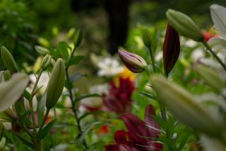 Thumbnail of ILCE-6300, 56mm, f/3.2, 1/800s, ISO100 | Photo by YAMAMOTO DAISUKE