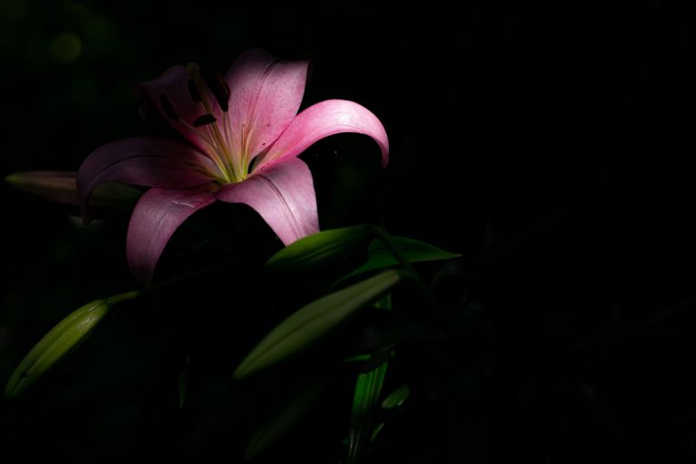 ILCE-6300, 56mm, f/2.8, 1/1250s, ISO100 | Photo by YAMAMOTO DAISUKE