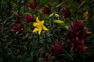 Thumbnail of ILCE-6300, 56mm, f/2, 1/4000s, ISO100 | Photo by YAMAMOTO DAISUKE