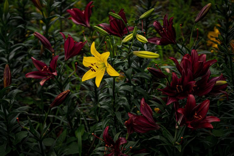 The featured image of 可睡ゆりの園