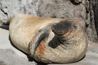 Thumbnail of ILCE-6300, 105mm, f/8, 1/320s, ISO100 | Photo by YAMAMOTO DAISUKE