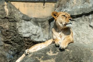 Thumbnail of ILCE-6300, 105mm, f/4, 1/500s, ISO100 | Photo by YAMAMOTO DAISUKE