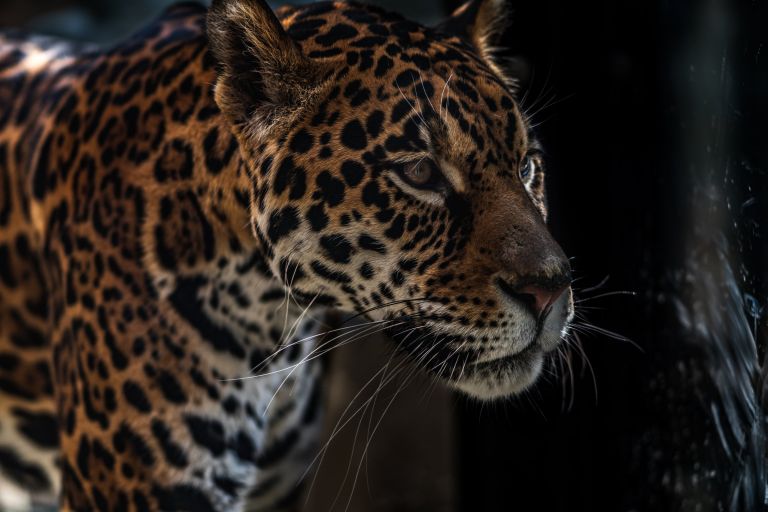 The featured image of 日本平動物園