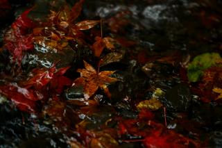 Thumbnail of ILCE-6300, 60mm, f/2.8, 1/100s, ISO3200 | Photo by YAMAMOTO DAISUKE