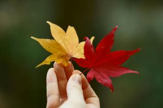 Thumbnail of ILCE-6300, 85mm, f/1.8, 1/160s, ISO1000 | Photo by YAMAMOTO DAISUKE