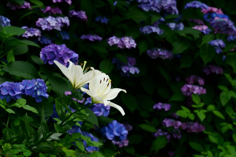 ILCE-6300, 85mm, f/5.6, 1/250s, ISO200 | Photo by YAMAMOTO DAISUKE