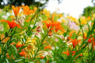 Thumbnail of ILCE-6300, 85mm, f/4, 1/250s, ISO100 | Photo by YAMAMOTO DAISUKE